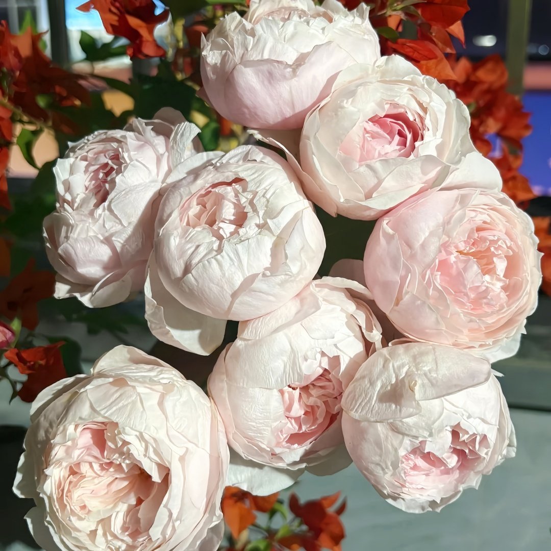 Peony Pink Rose Plant|芍药粉 image 2