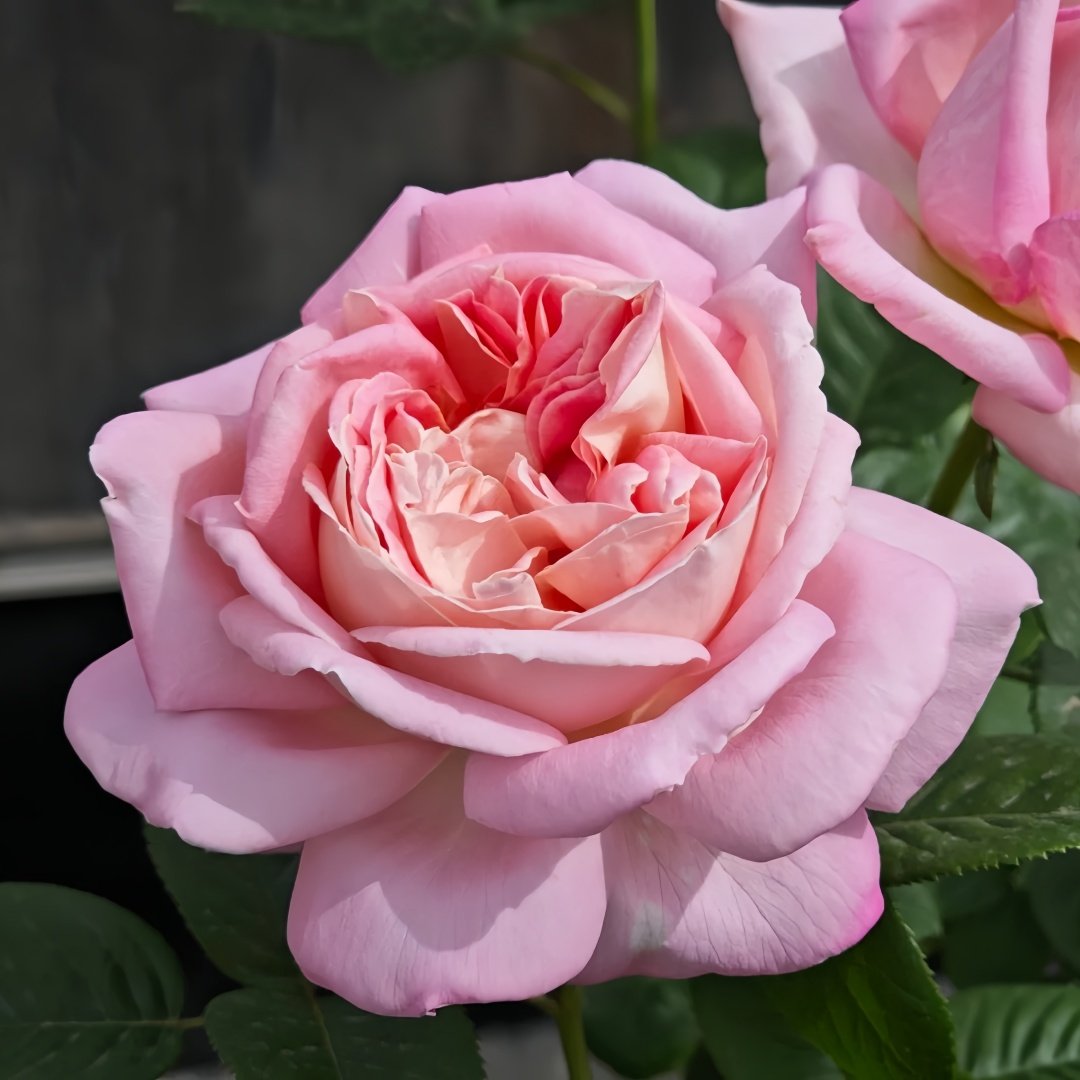 Amazing Grace Rose Plant ｜天赐恩宠 image 8