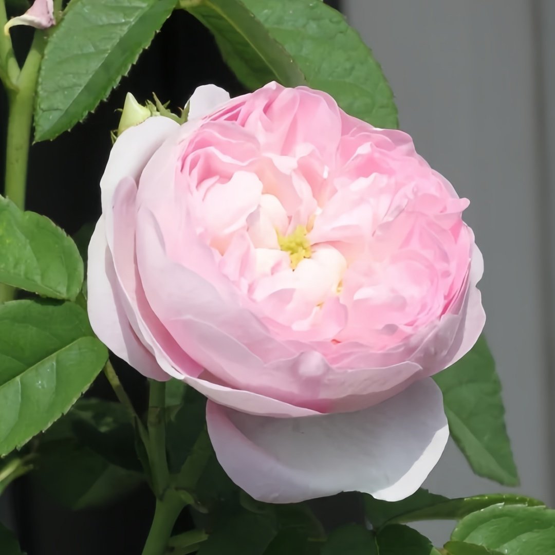 Duchesse de Montebello Rose Plant｜公爵夫人蒙特贝罗 image 6