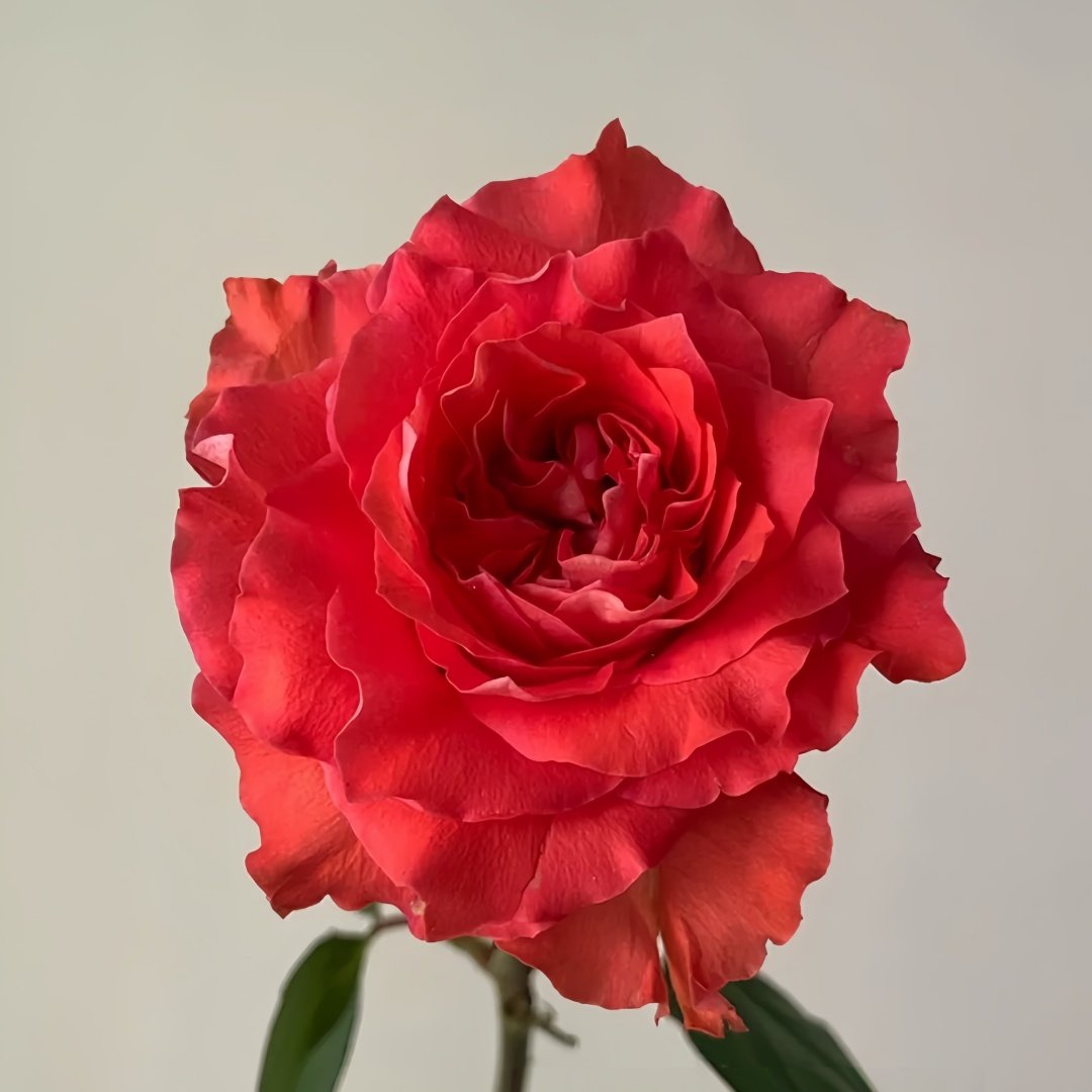 Yu Haitang Rose Plant|玉海棠 image 1