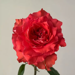 Yu Haitang Rose Plant|玉海棠 image 1