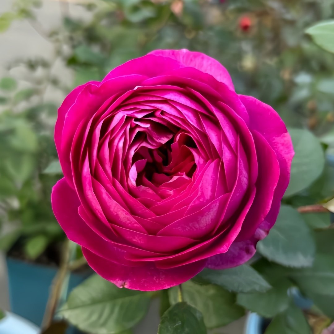 Thelma Rose Plant|塞尔玛 image 0