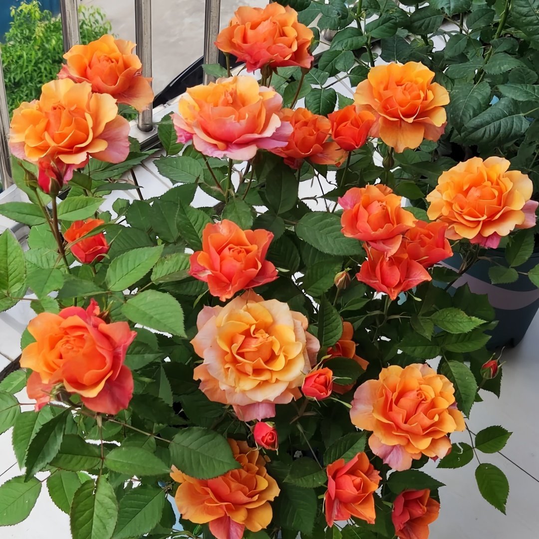 El Paso Forever Rose Plant｜永远的艾帕索 image 9