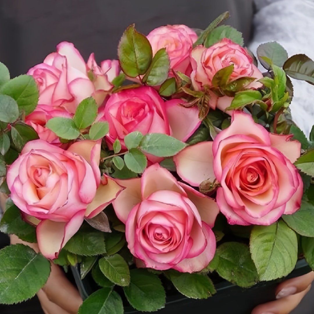 Monroe/Colour Shell Rose Plant｜梦露/彩色贝壳 image 8