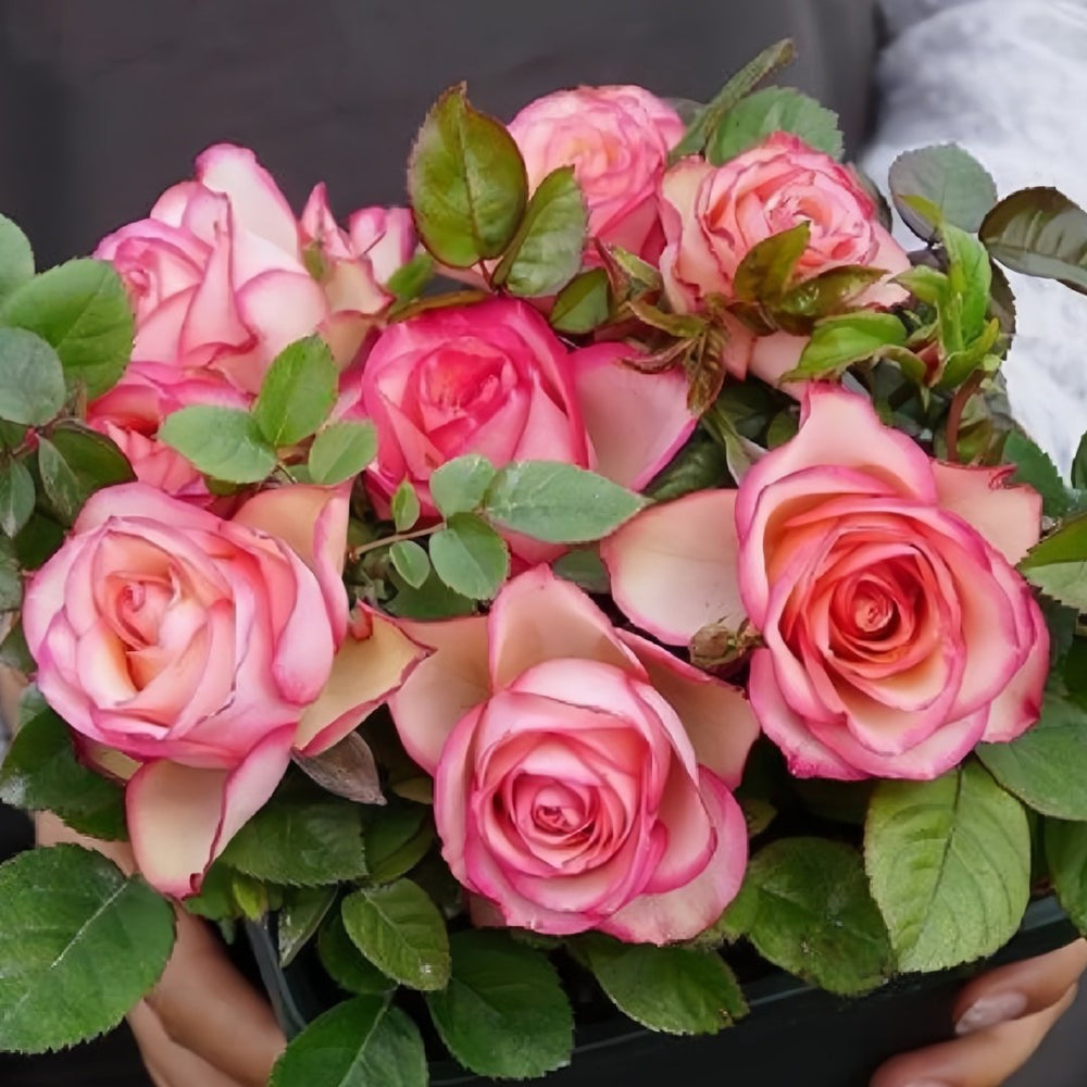 Monroe/Colour Shell Rose Plant｜梦露/彩色贝壳 image 8