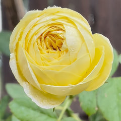 Cassandra Rose Plant｜卡桑德拉 image 2