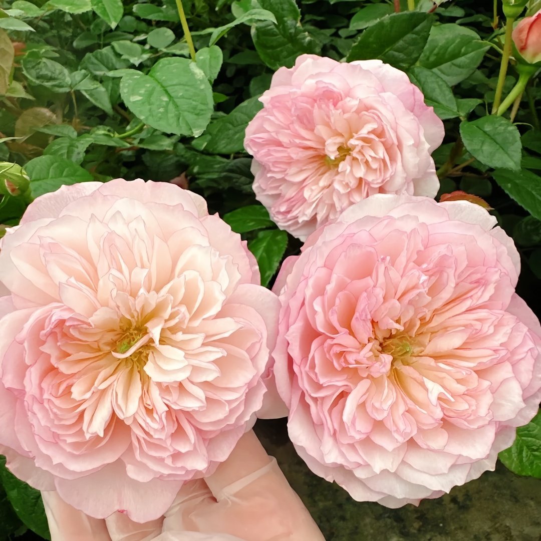 L'anamour Rose Plant|短暂的爱情 image 1