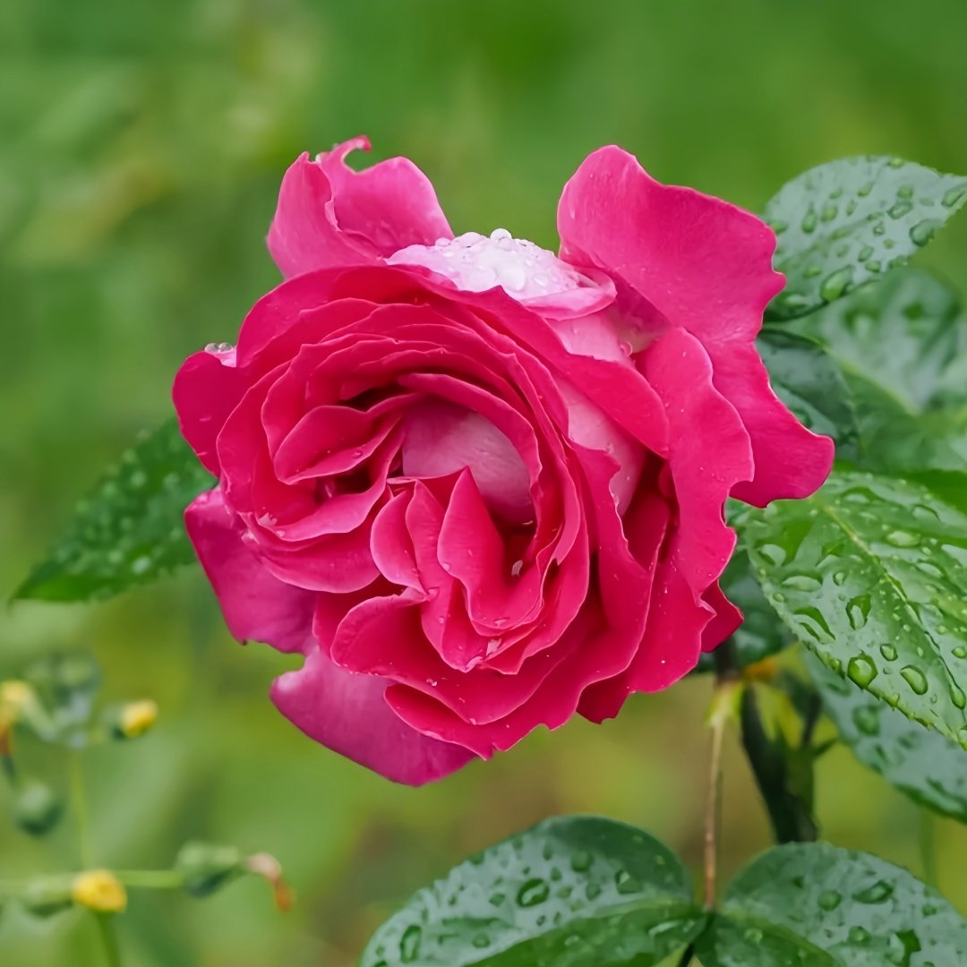 Lolita Lempicka Rose Plant|洛丽塔 image 1