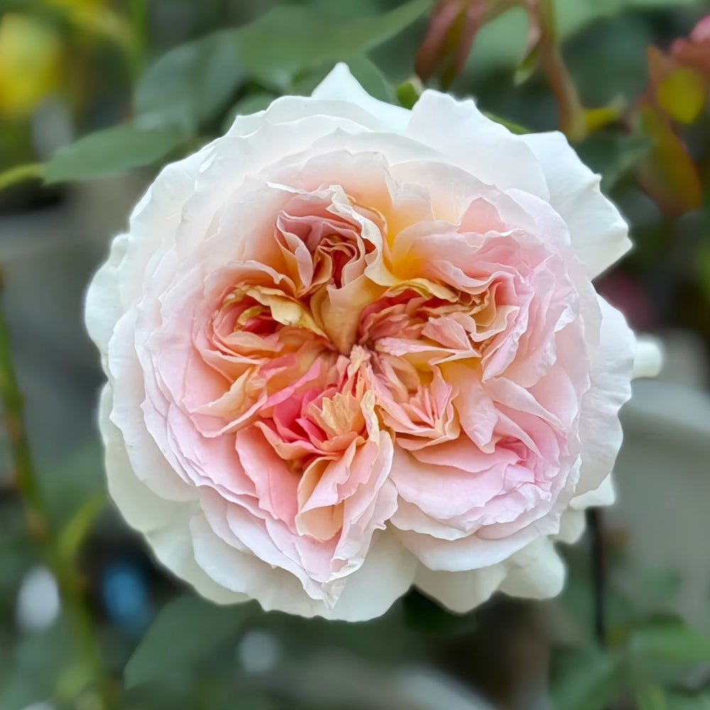 Muyunsi Rose Plant|暮云思 image 2