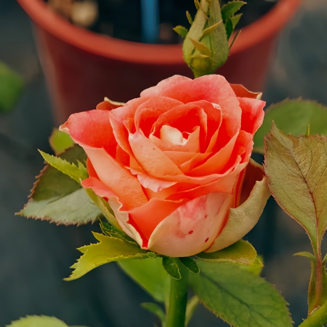 Kayn Rose Plant｜凯隐玫瑰 image 5