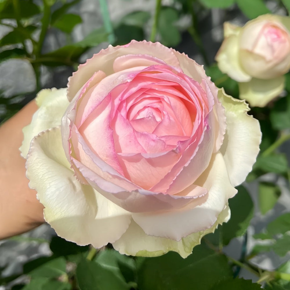 Light Makeup Rose Plant|薄化妆 image 2