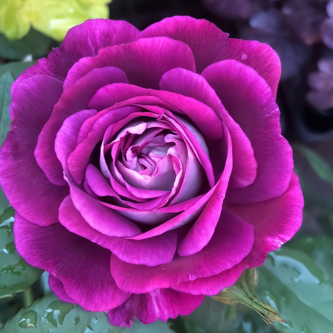 Huddersfield Choral Society Rose Plant｜合唱团 image 5