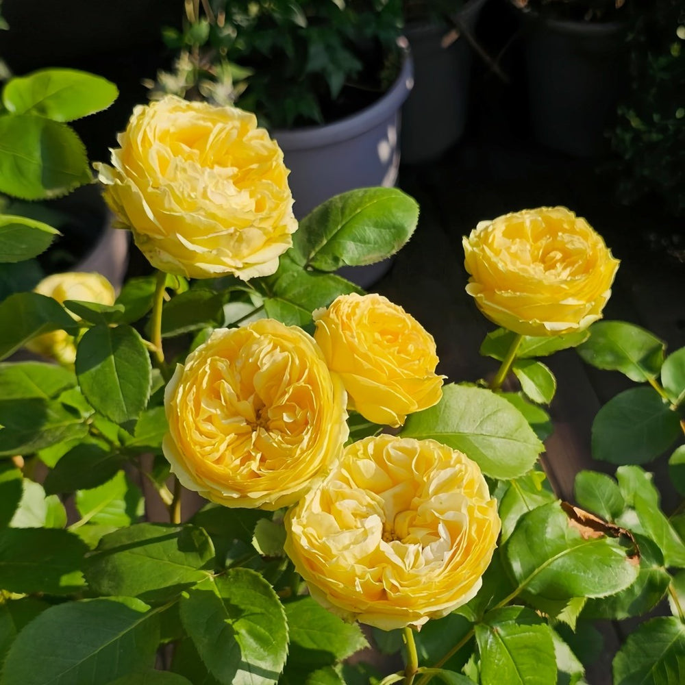Vanilla Catalina Rose Plant｜香草卡特琳娜 image 7