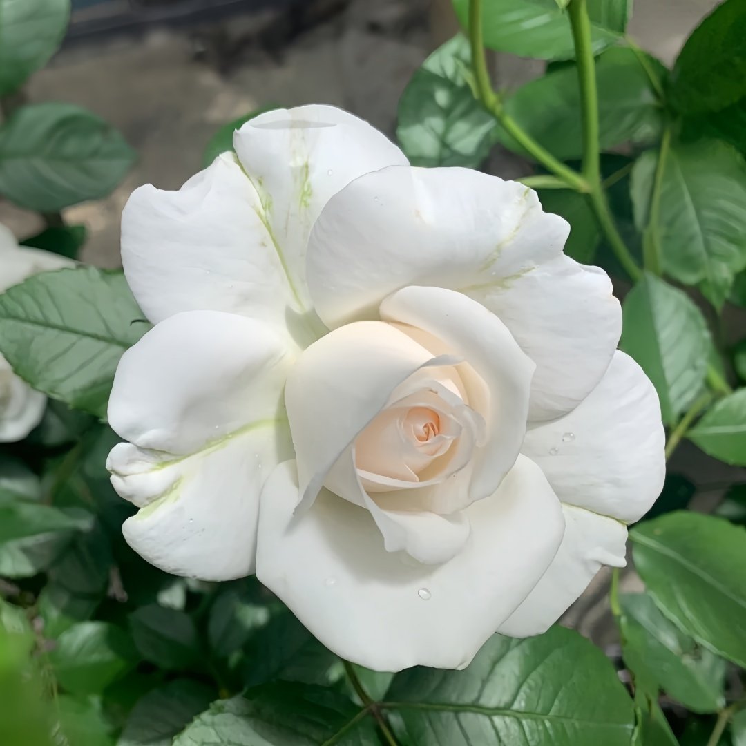 Annapurna Rose Plant|冰峰 image 4