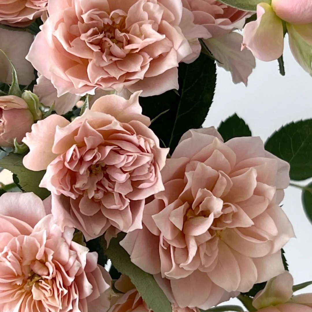 Iori Rose Plant｜八神庵 image 2