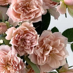Iori Rose Plant｜八神庵 image 2