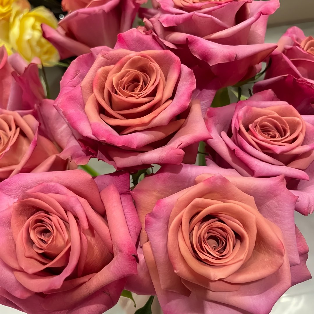 Barista Rose Plant ｜调香师 image 8
