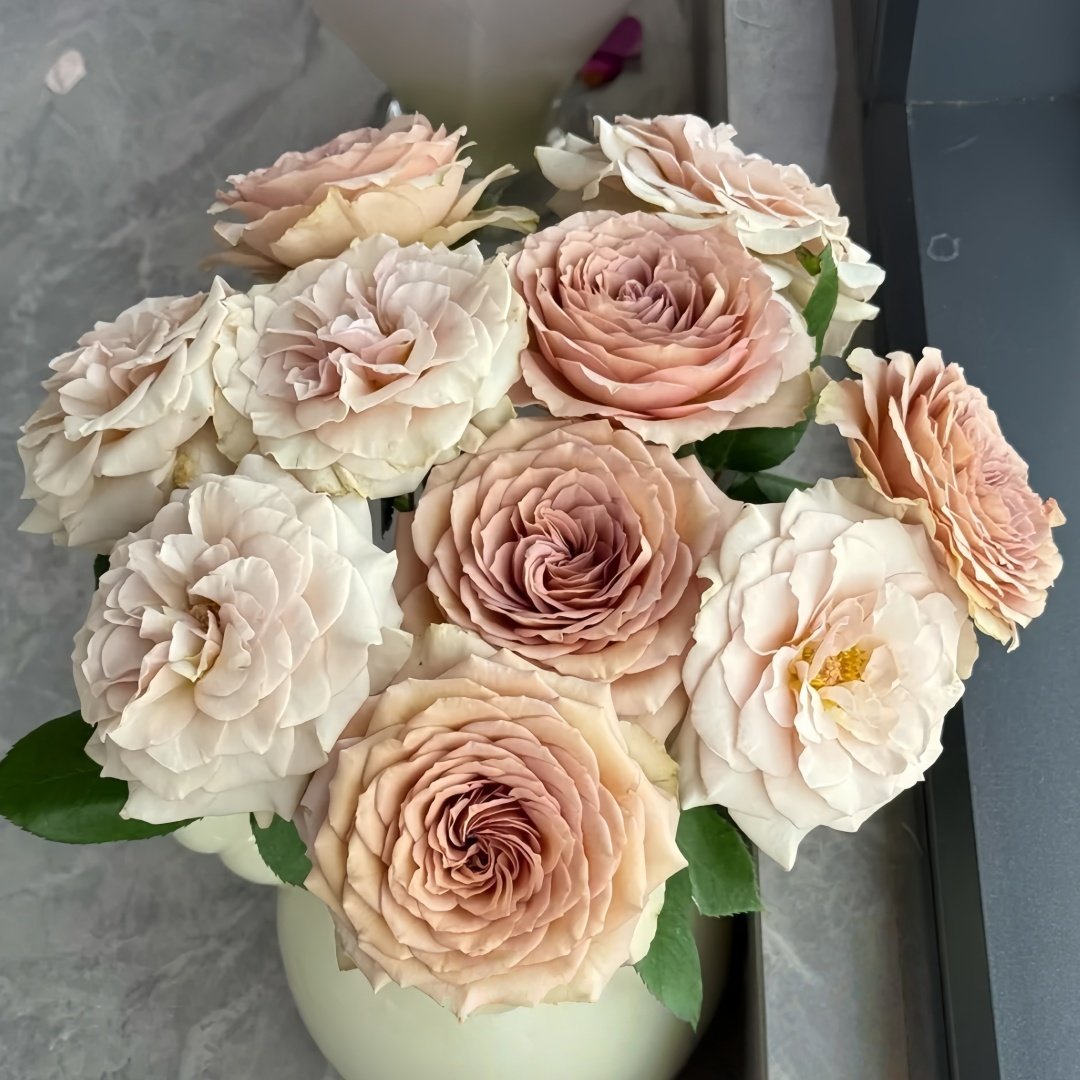 Beiley Rose Plant｜贝利 image 7