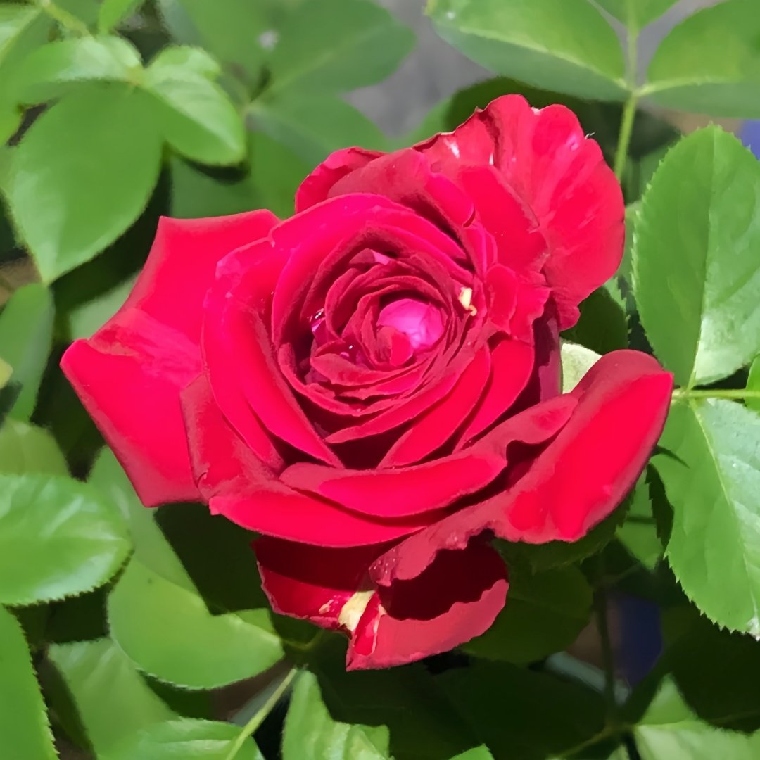 Rospberry Elegance Rose Plant｜优雅树莓 image 1
