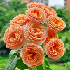 Mickey Bubbles Rose Plant|米奇泡泡 image 0