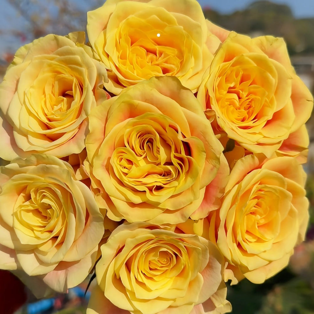 Wild Crown Rose Plant | 狂野王冠 image 9