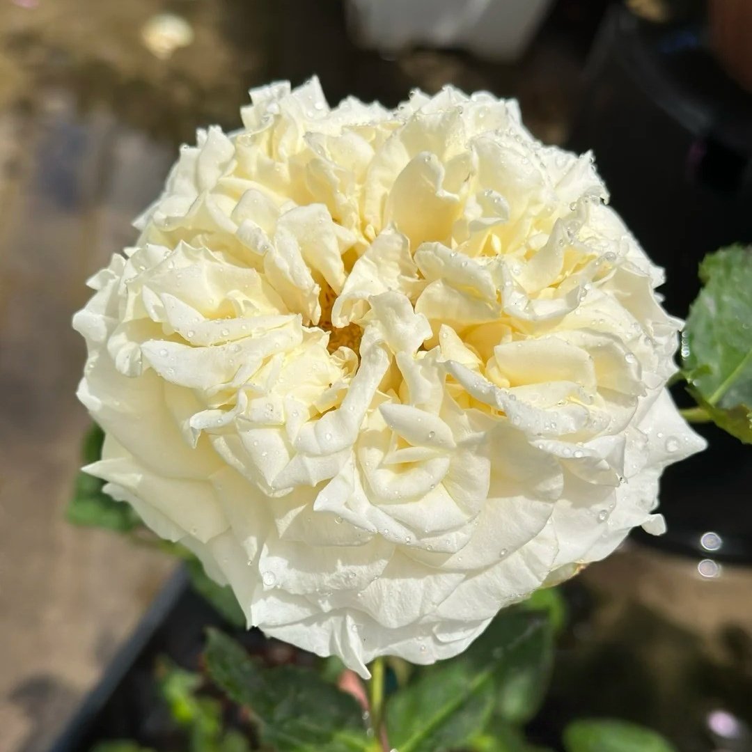 White Ashley Rose Plant｜白色艾希莉 image 1