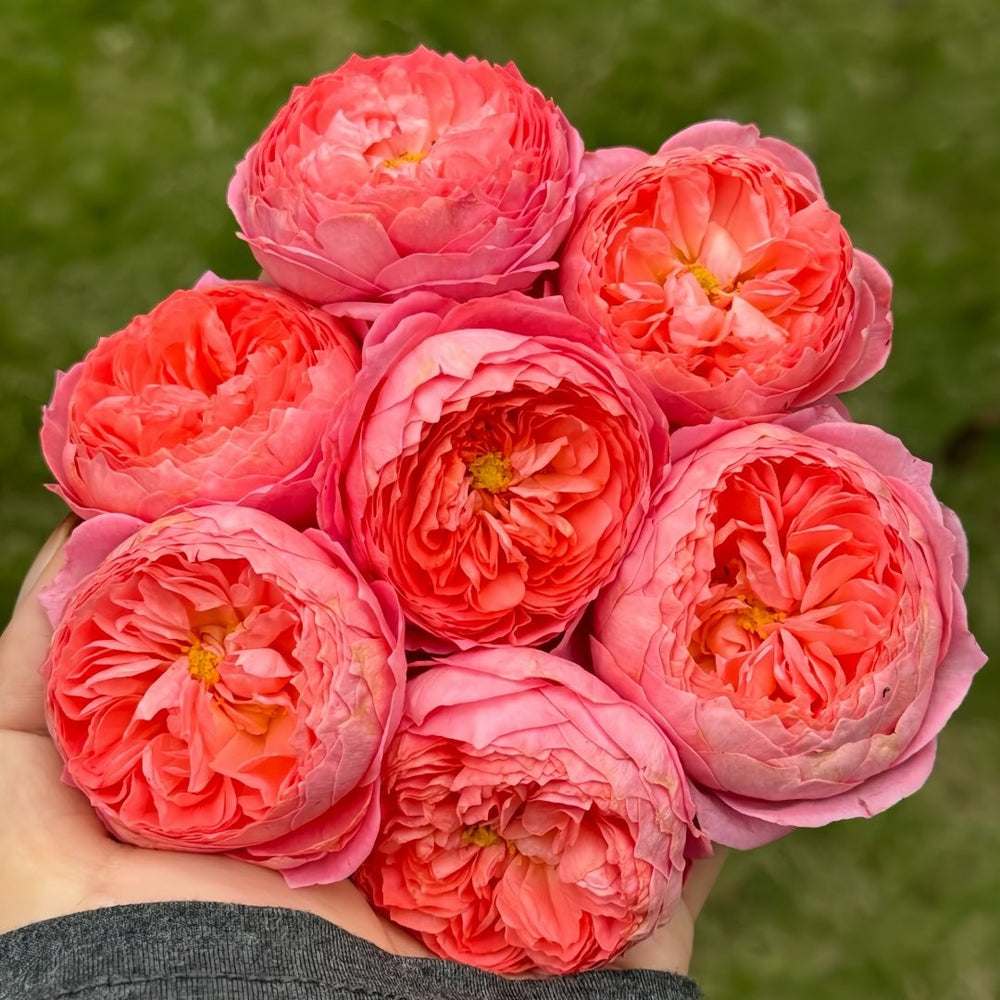 Summer Fireworks Rose Plant|夏日花火 image 8