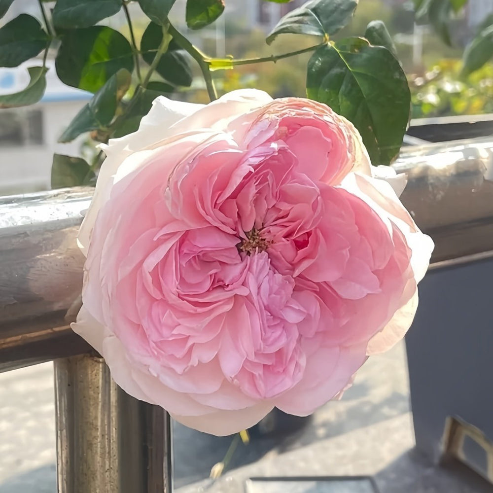 Pink Fragrance Rose Plant|五号香水/粉色香水 image 8