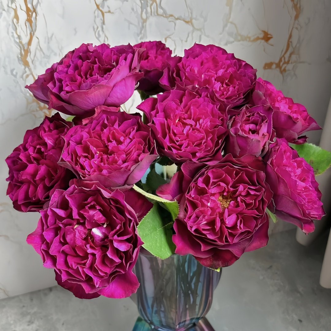 Velvety Twilight Rose Plant｜暮光之城 image 9