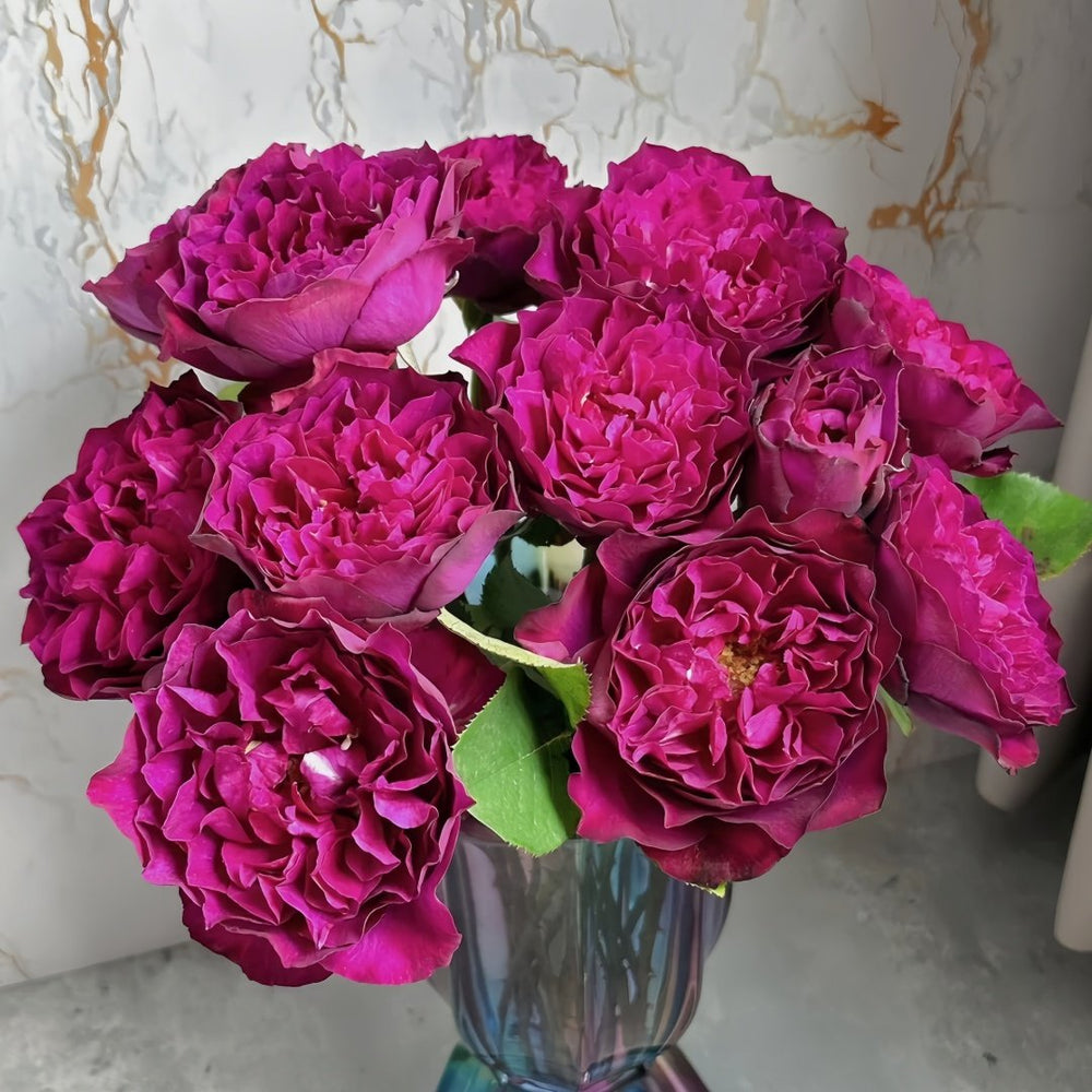 Velvety Twilight Rose Plant｜暮光之城 image 9