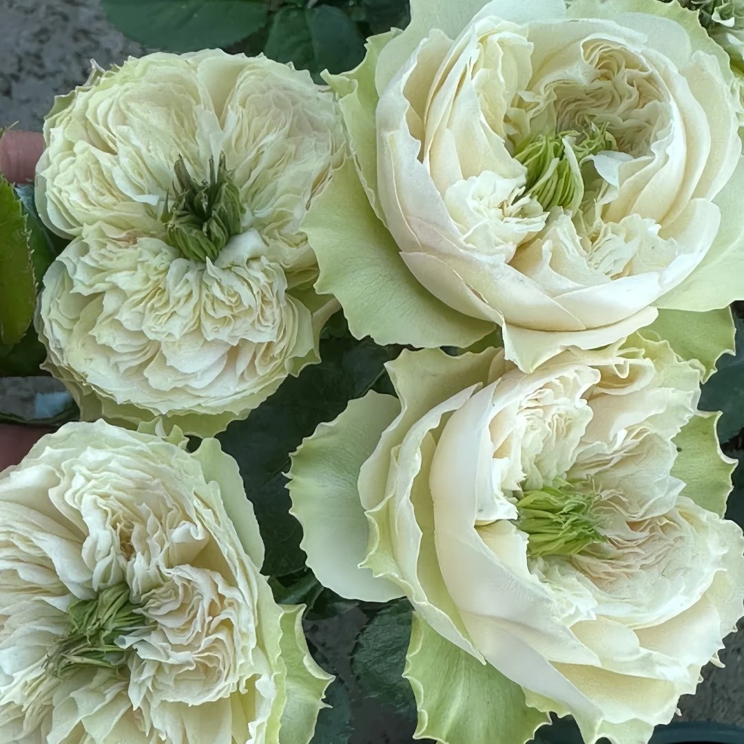 Whitby Abbey Rose Plant|惠特比修道院 image 5