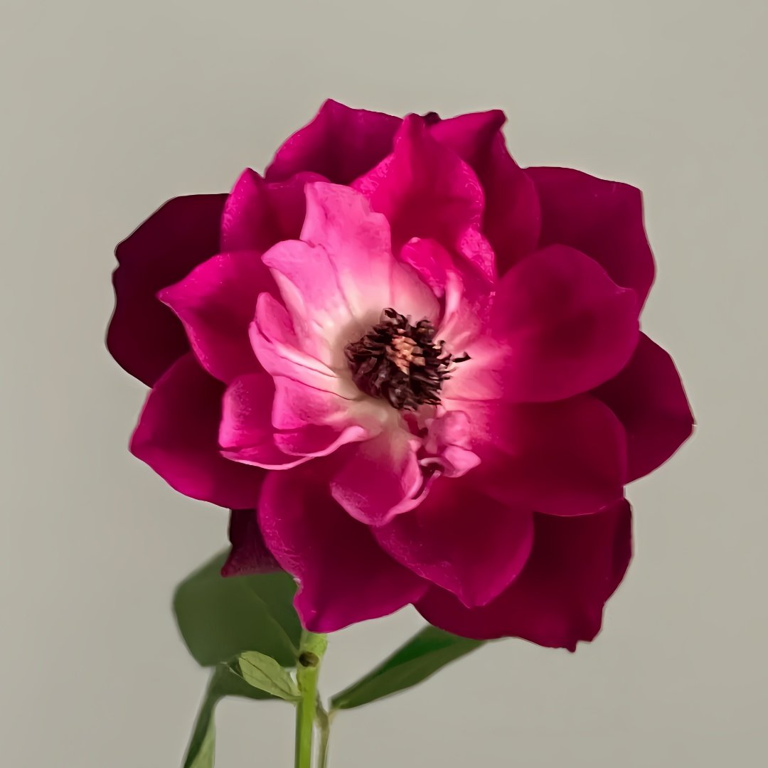 Burgundy lceberg Rose Plant|葡萄冰山 image 2