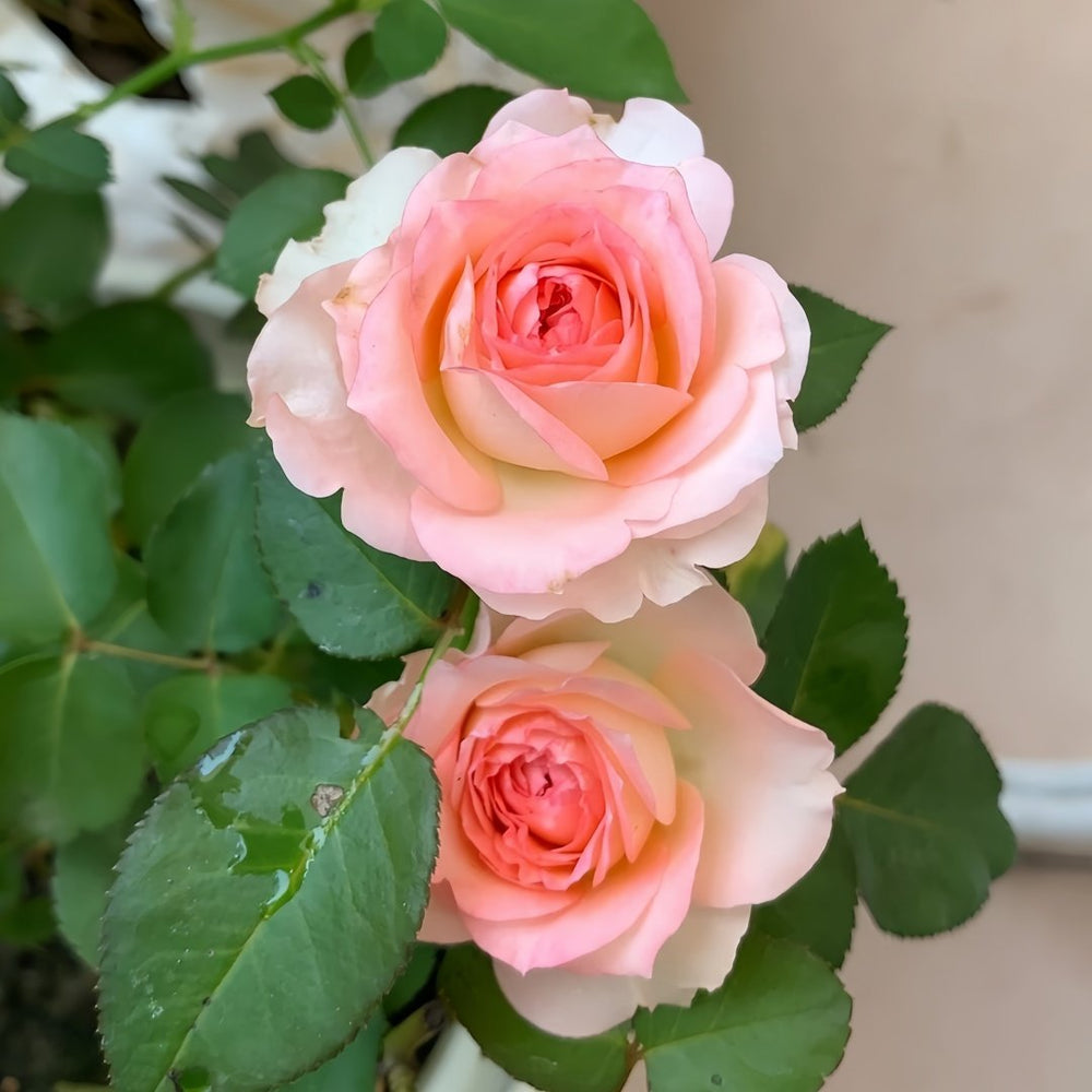 Mayra's Rose Fantasy Rose Plant｜梦幻梅拉 image 4