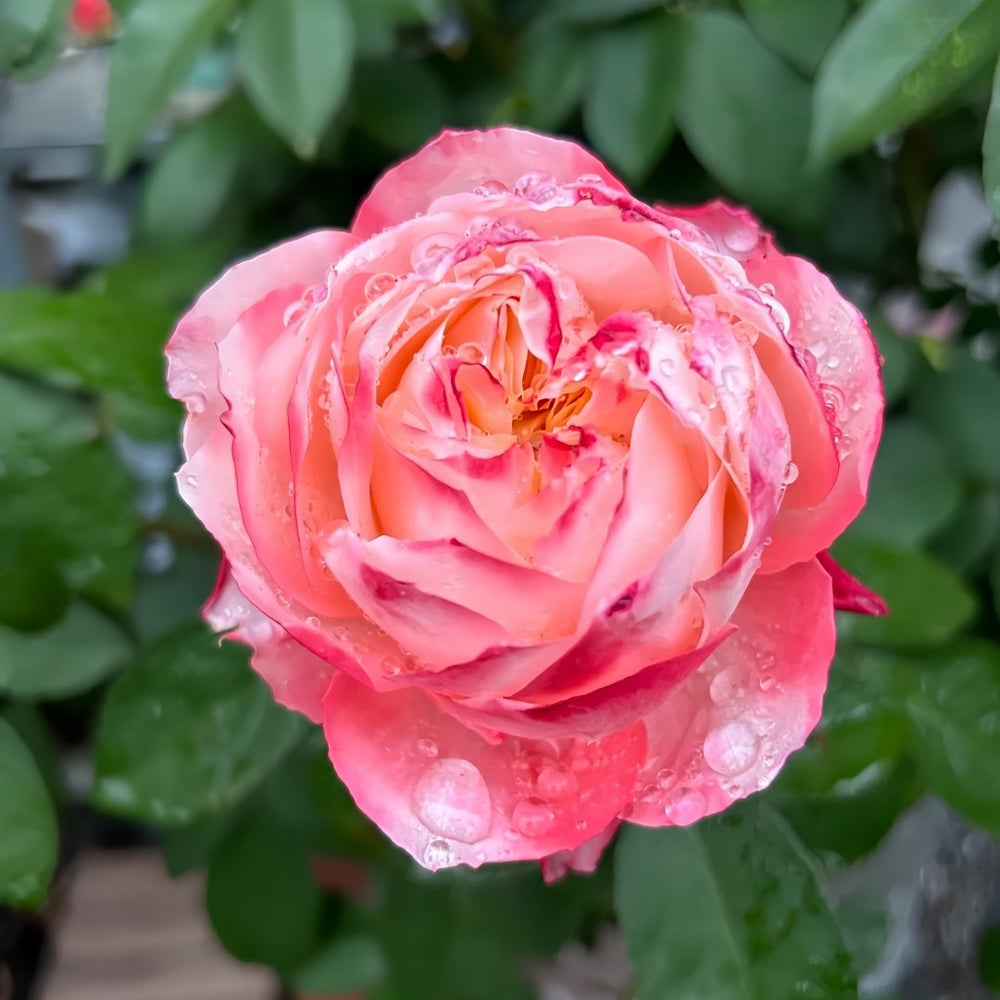 Chance Pom Rose | 苹果运气 image 3