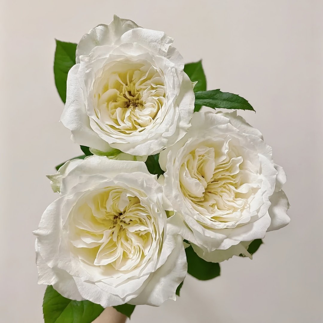 Nozari Rose Plant｜诺莎莉 image 5