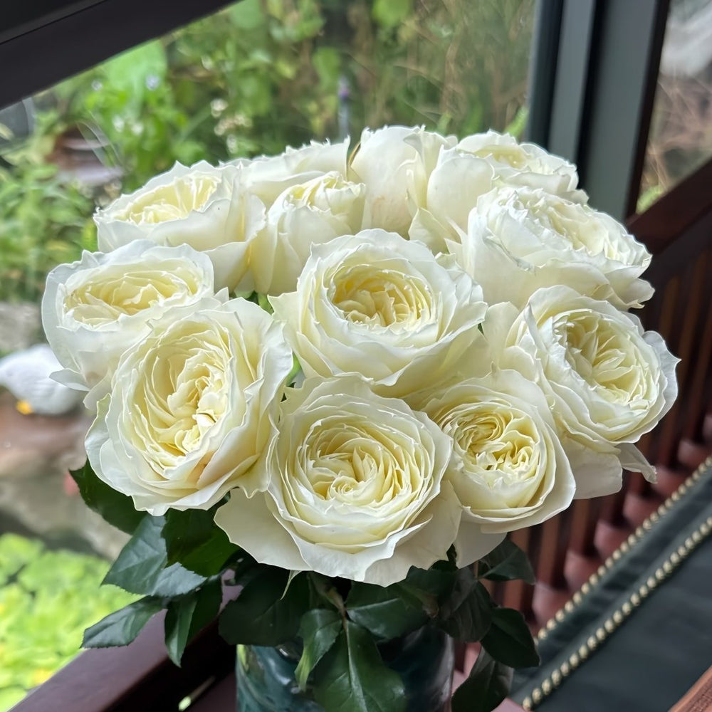 Coldplay Rose Plant|酷玩 image 5