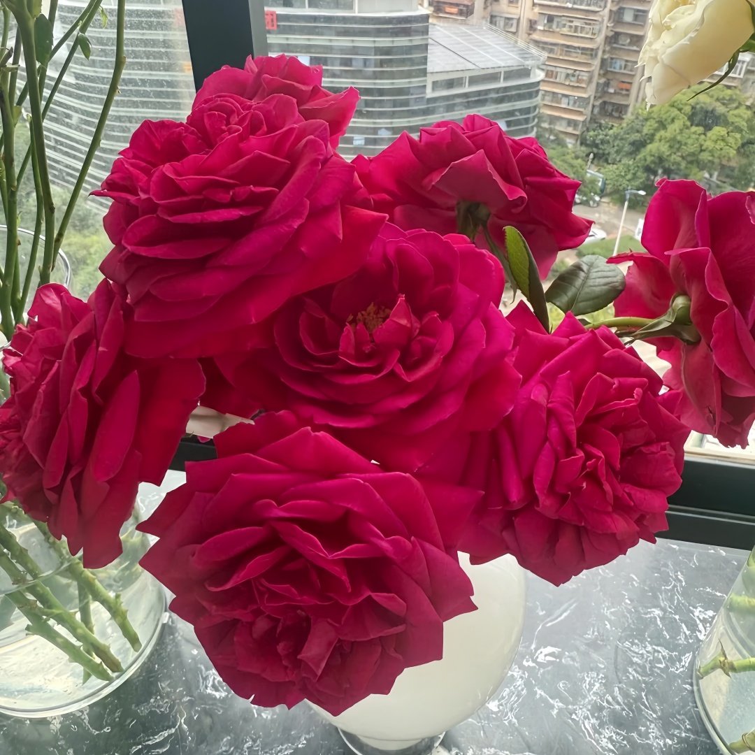Femme fatale Rose Plant|蛇蝎美人 image 2