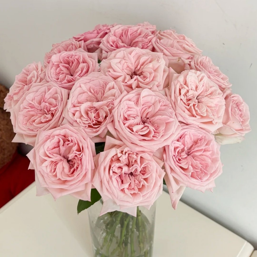 Pink ohara Rose Plant|粉哈娜 image 9