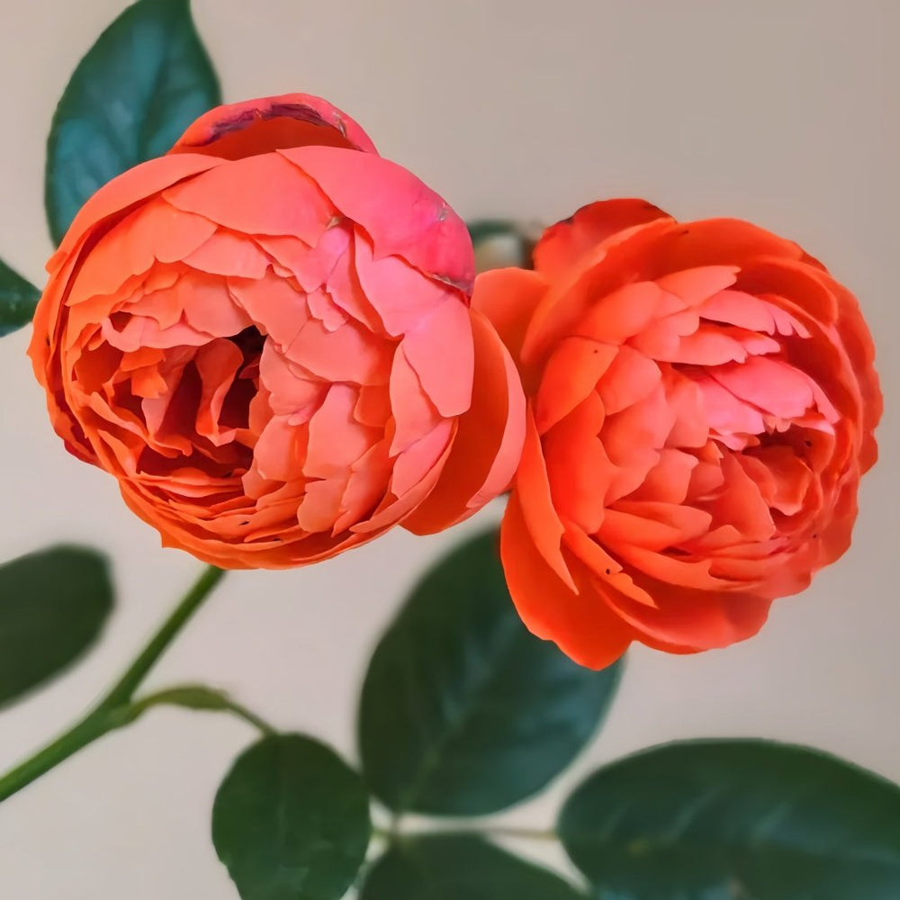 Chi Yan Rose Plant|炽焱 image 3