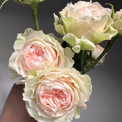 Victorian Bride Rose Plant|维多利亚新娘 image 2