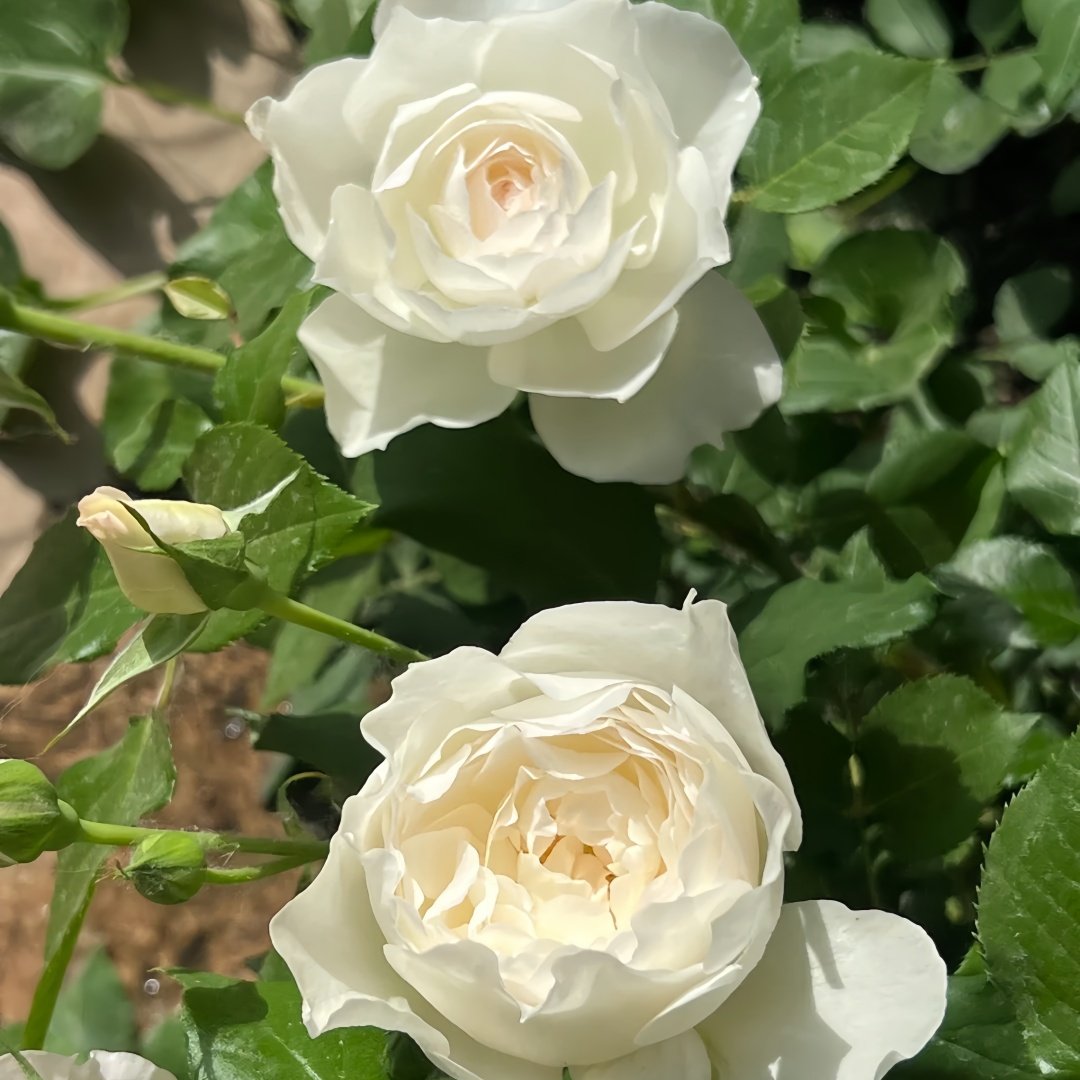 Shizuku Rose Plant|心之水滴 image 7