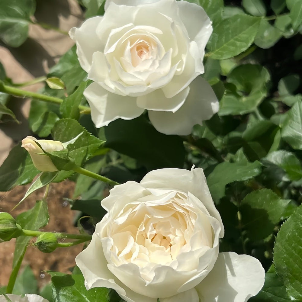 Shizuku Rose Plant|心之水滴 image 7