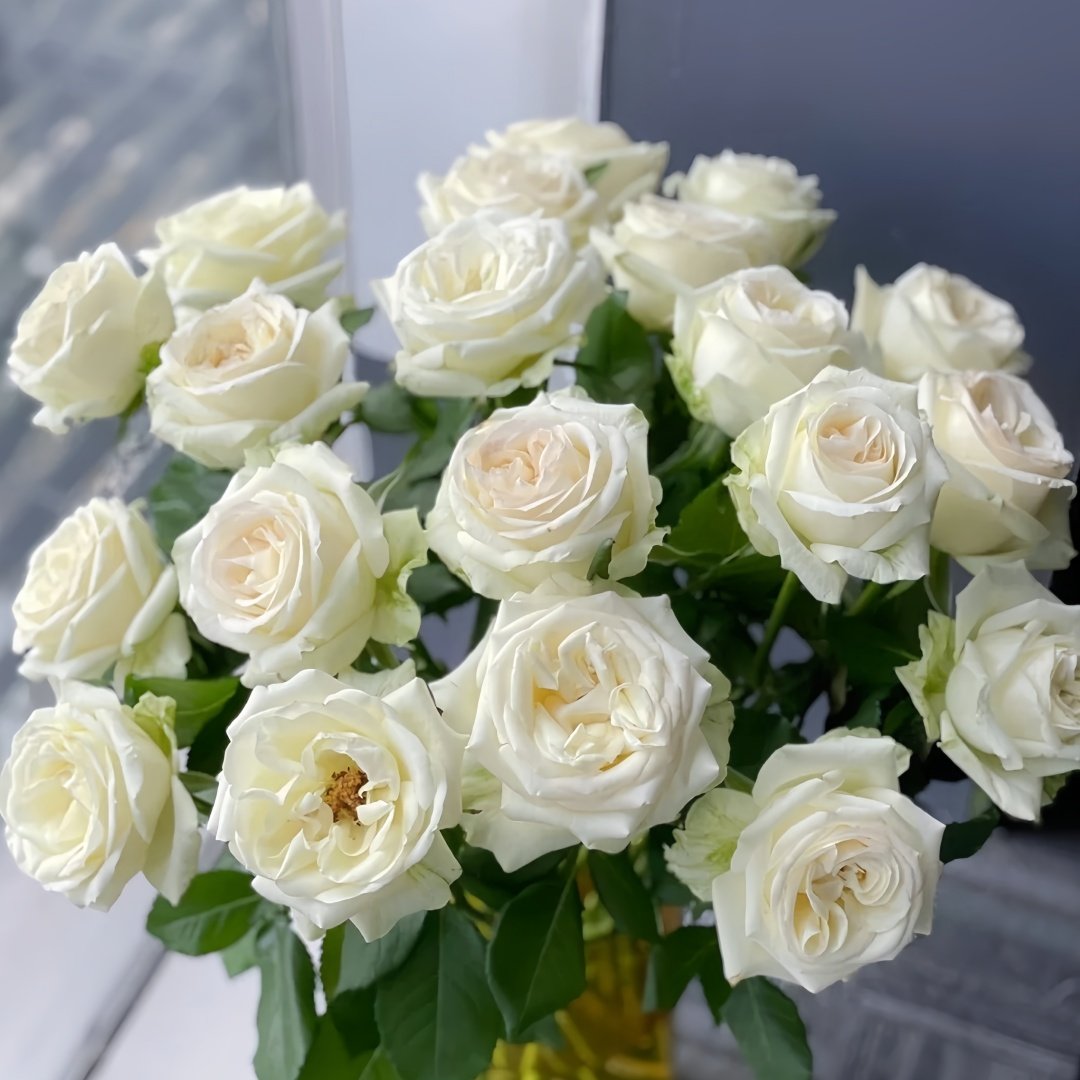 Blanche Elegance Rose Plant|白荣耀 image 6