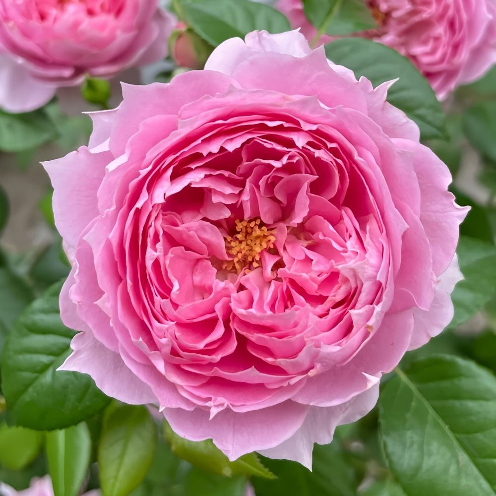 Prima Vista Rose Plant｜初见 image 1