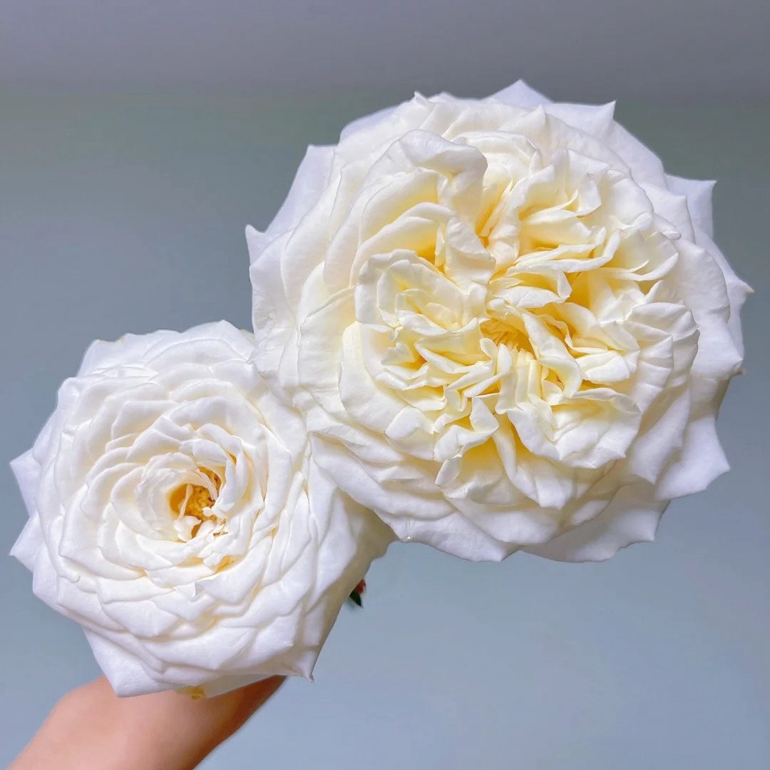 White Ashley Rose Plant｜白色艾希莉 image 6