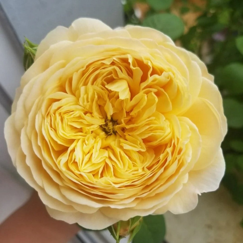 Charles Darwin Rose Plant | 查尔斯达尔文 image 3