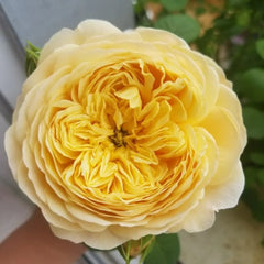Charles Darwin Rose Plant | 查尔斯达尔文 image 3