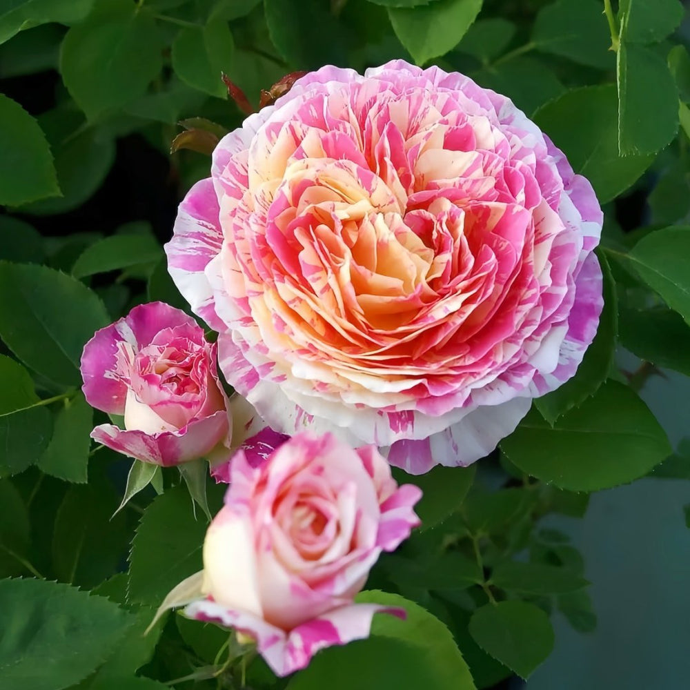 Claude Monet Rose Plant｜莫奈 image 9