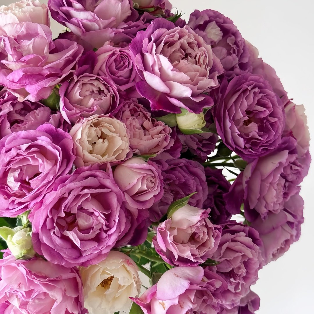 Huddersfield Choral Society Rose Plant｜合唱团 image 8