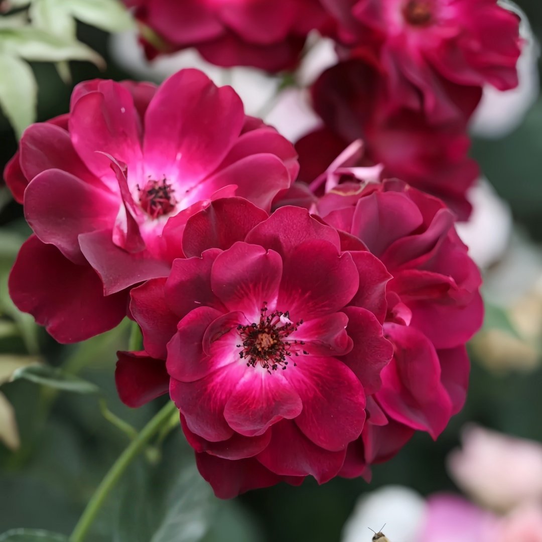 Burgundy lceberg Rose Plant|葡萄冰山 image 5